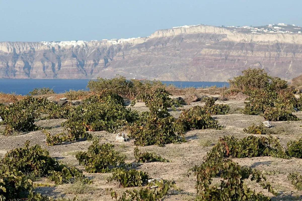 View of the Santorini vineyard — the hero image of the National Liquor News feature (Image supplied by Déjà Vu Wines).